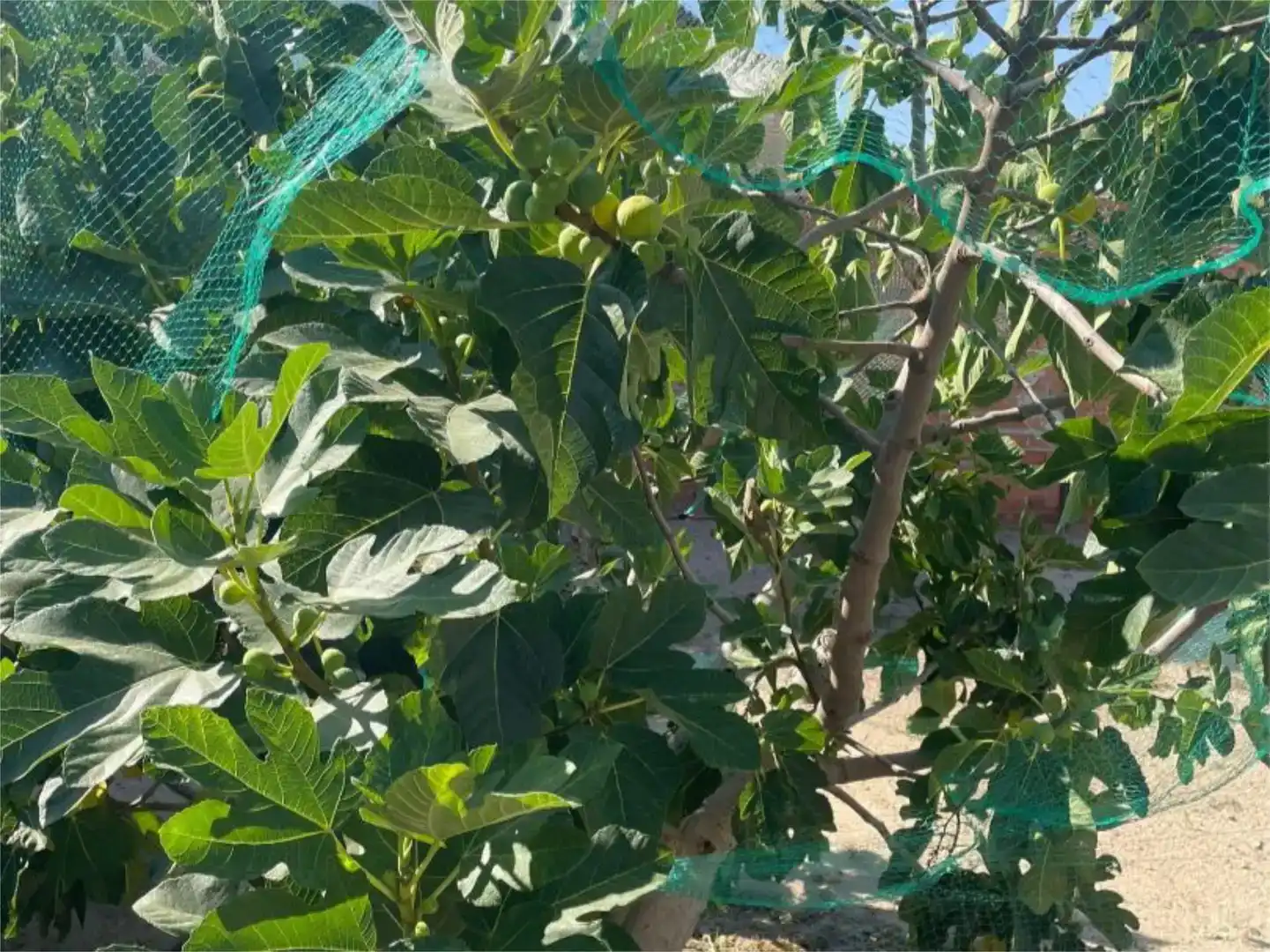 Jardín de Terreno en venta en Burujón