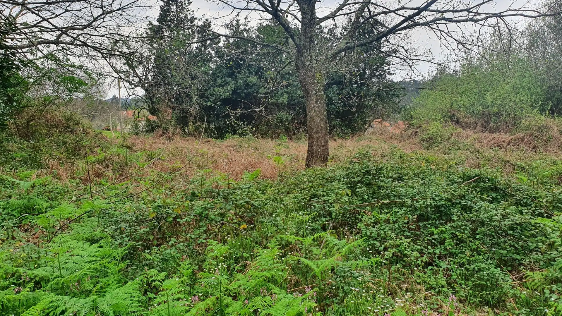 Wohnbaugrundstück zum Verkauf in Vilarmaior, imagen 17