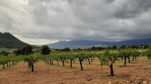 Un paraíso productivo con infinitas posibilidades tierra, tradición y rentabilidad en un entorno privilegiado, immagine 3