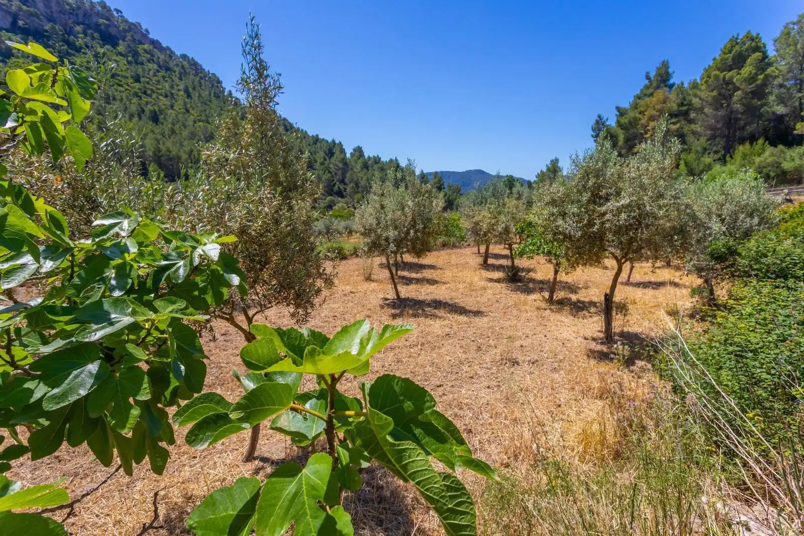 Villa avec jardin à vendre à Esporles, imagen 41