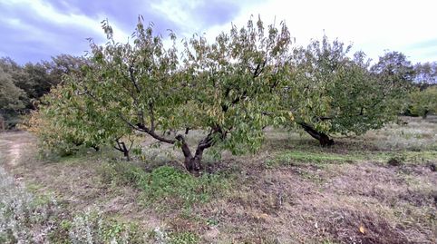 Venta de finca de cerezos con agua en la Vera, immagine 5