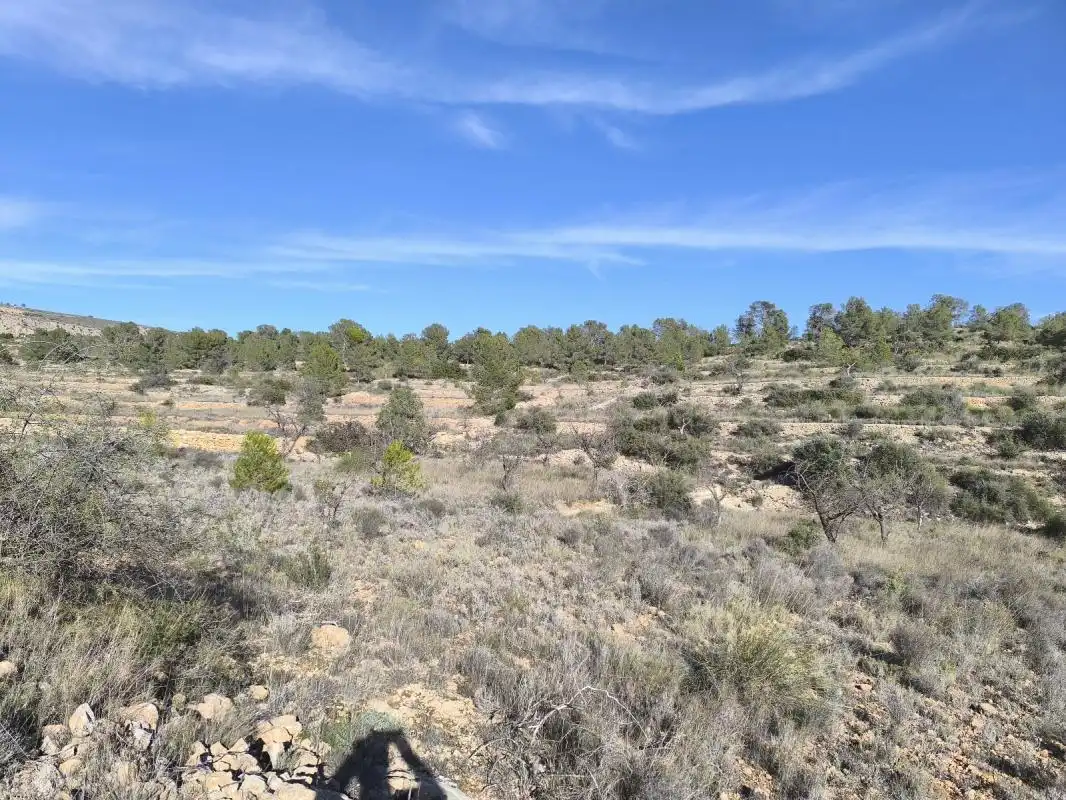 Land for sale in Sollana