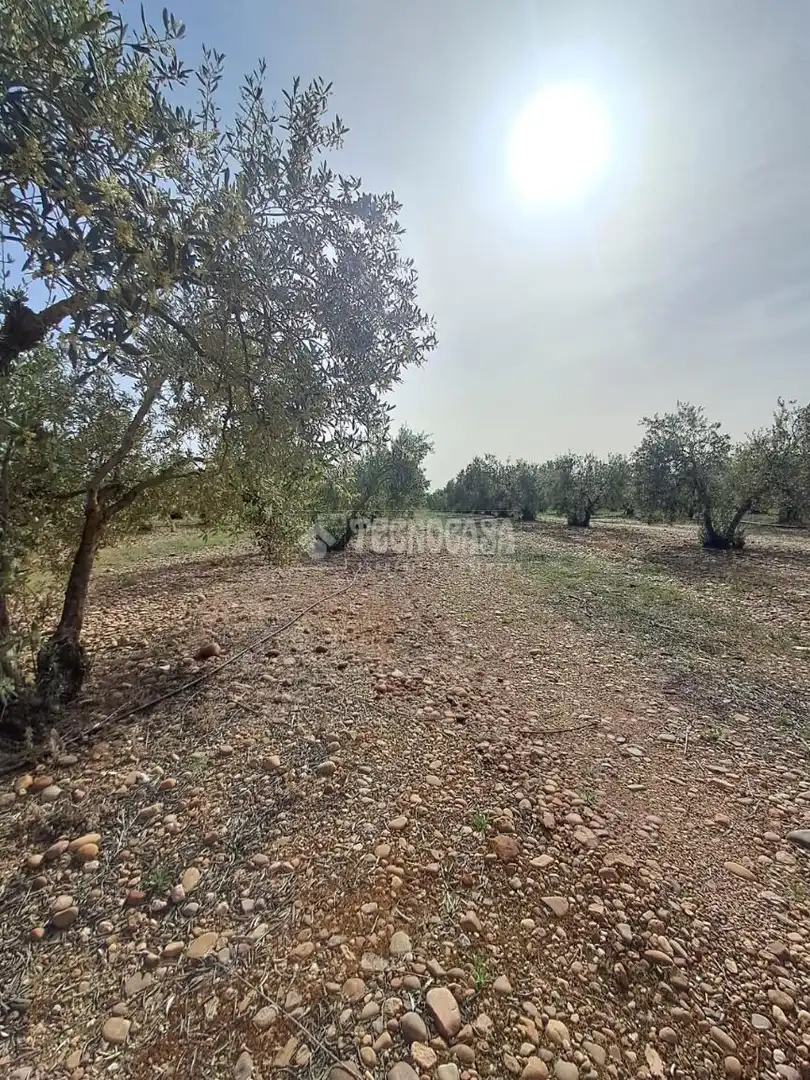 Terreno rustico in vendita a Carmona, imagen 16