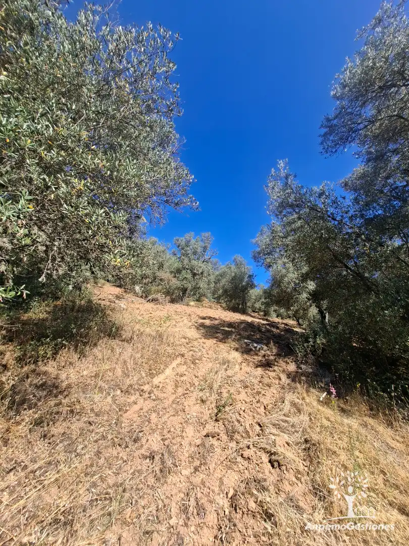Land for sale in Las Navas de la Concepción