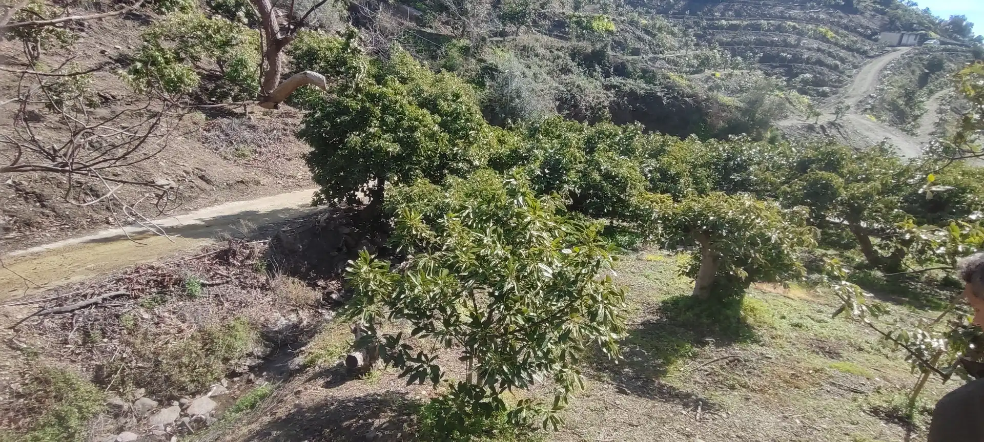 Casa rústica en venta en Torrox Pueblo, imagen 30