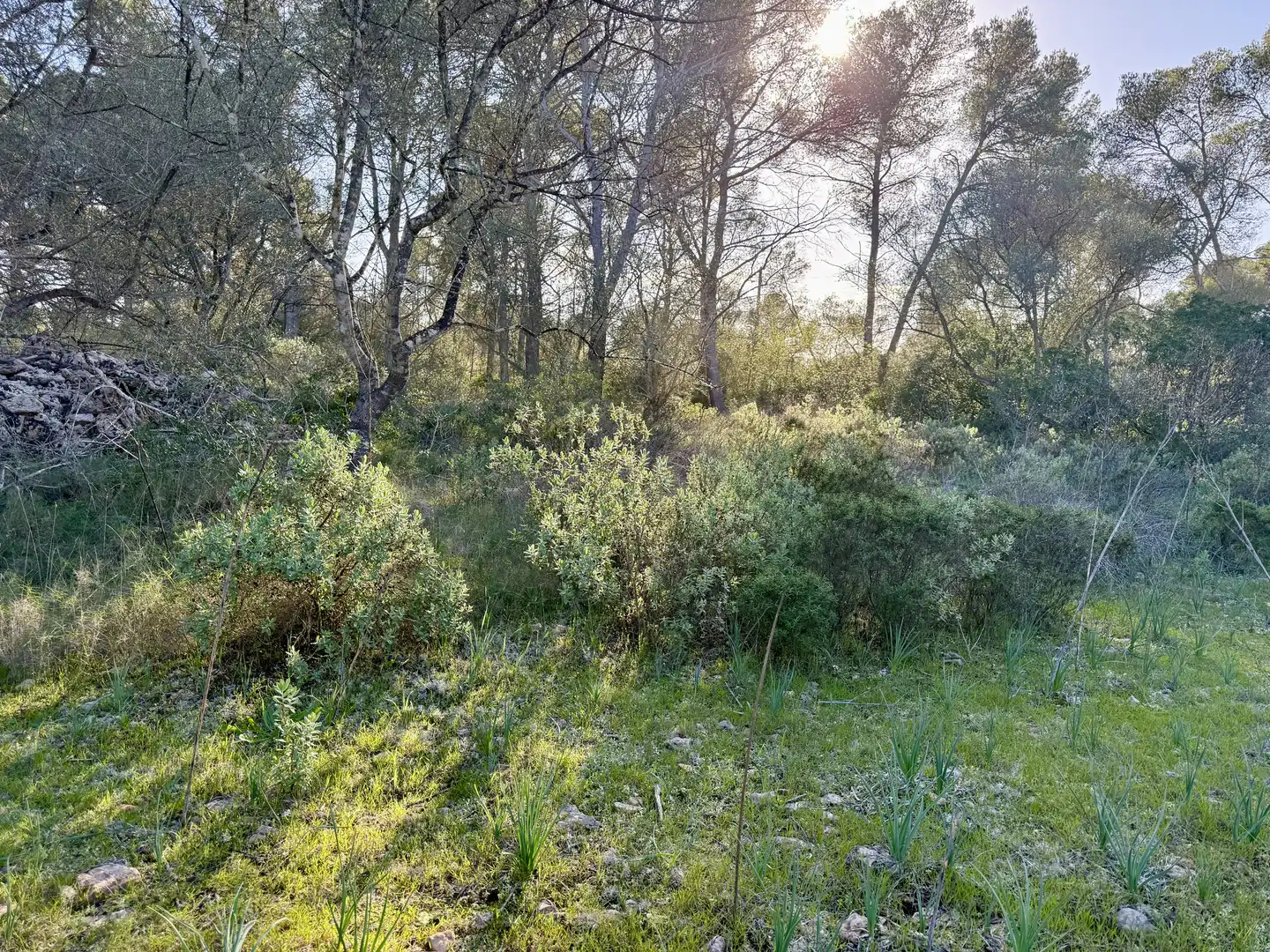 Terreni e lotti in vendita a Algaida, imagen 6