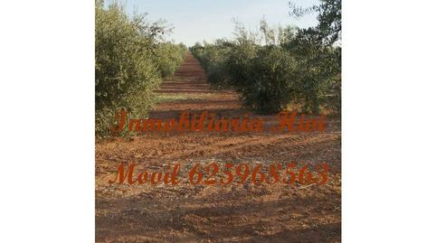 Photo 4 of Country house for sale in Almendralejo, Badajoz