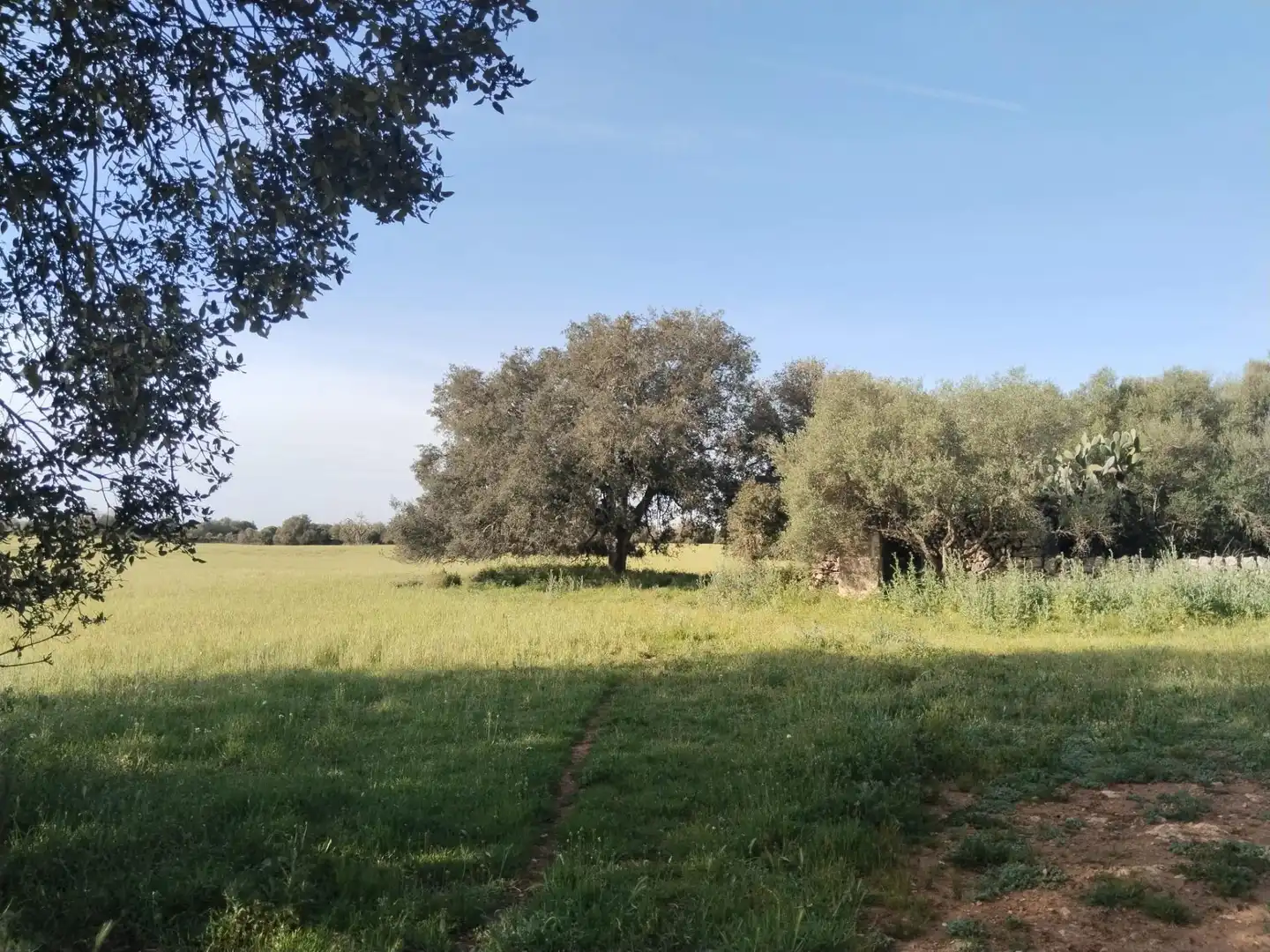 Rural land for sale in Felanitx Poble, imagen 11
