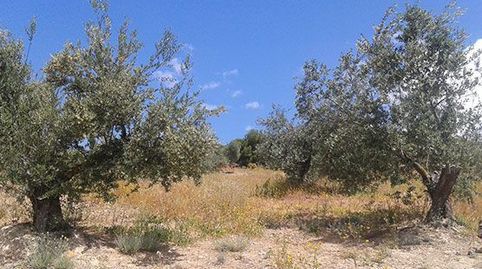 Terreno en venta en lugar Portillo Del Estepar-s/nº, Castillo De Locubín, Jaén