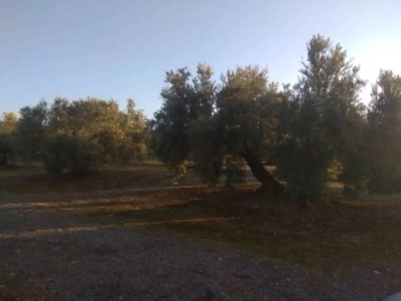Terrain rustique à vendre à Calle TERMINO DE BAENA