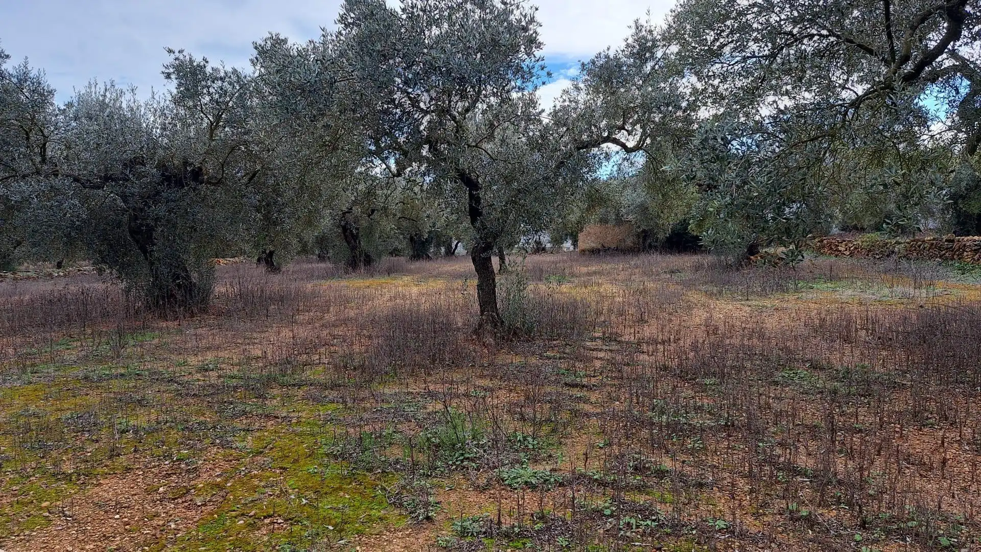 Terreno en venta en Freginals
