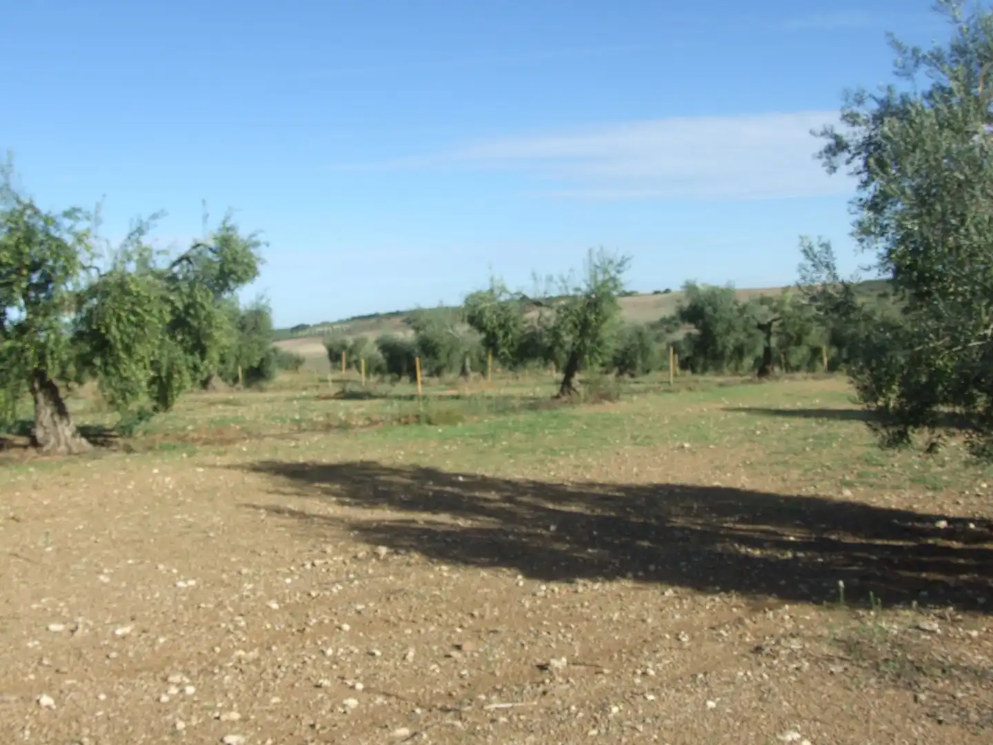 Terreno en venta en Calzadilla de los Barros