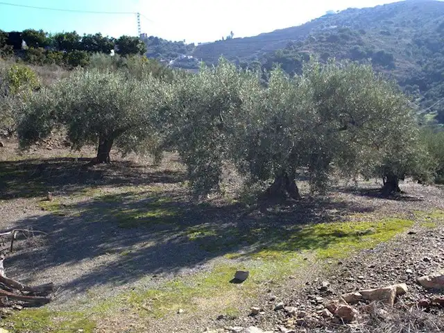 Terreni e lotti in vendita a Torrox Pueblo, imagen 8