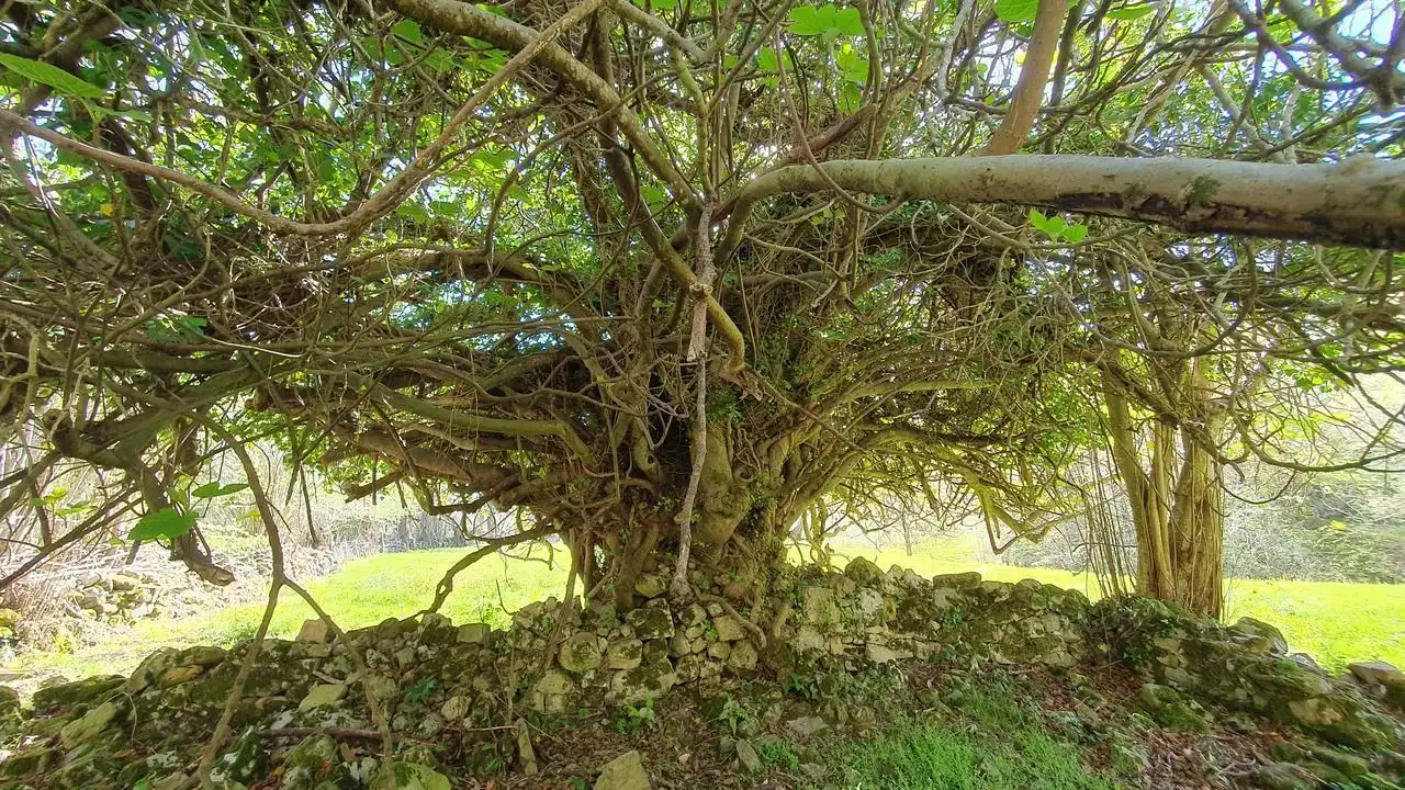 Jardín de Finca rústica en venta en Llanes