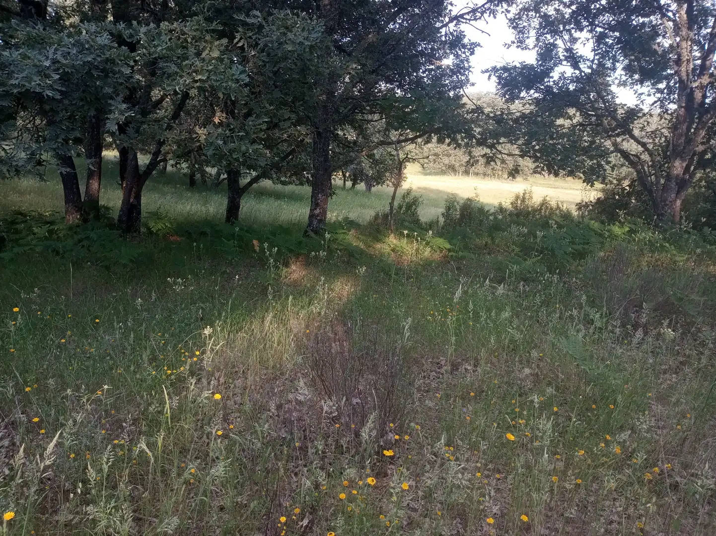 Terreni e lotti in vendita a Jarandilla de la Vera, imagen 6
