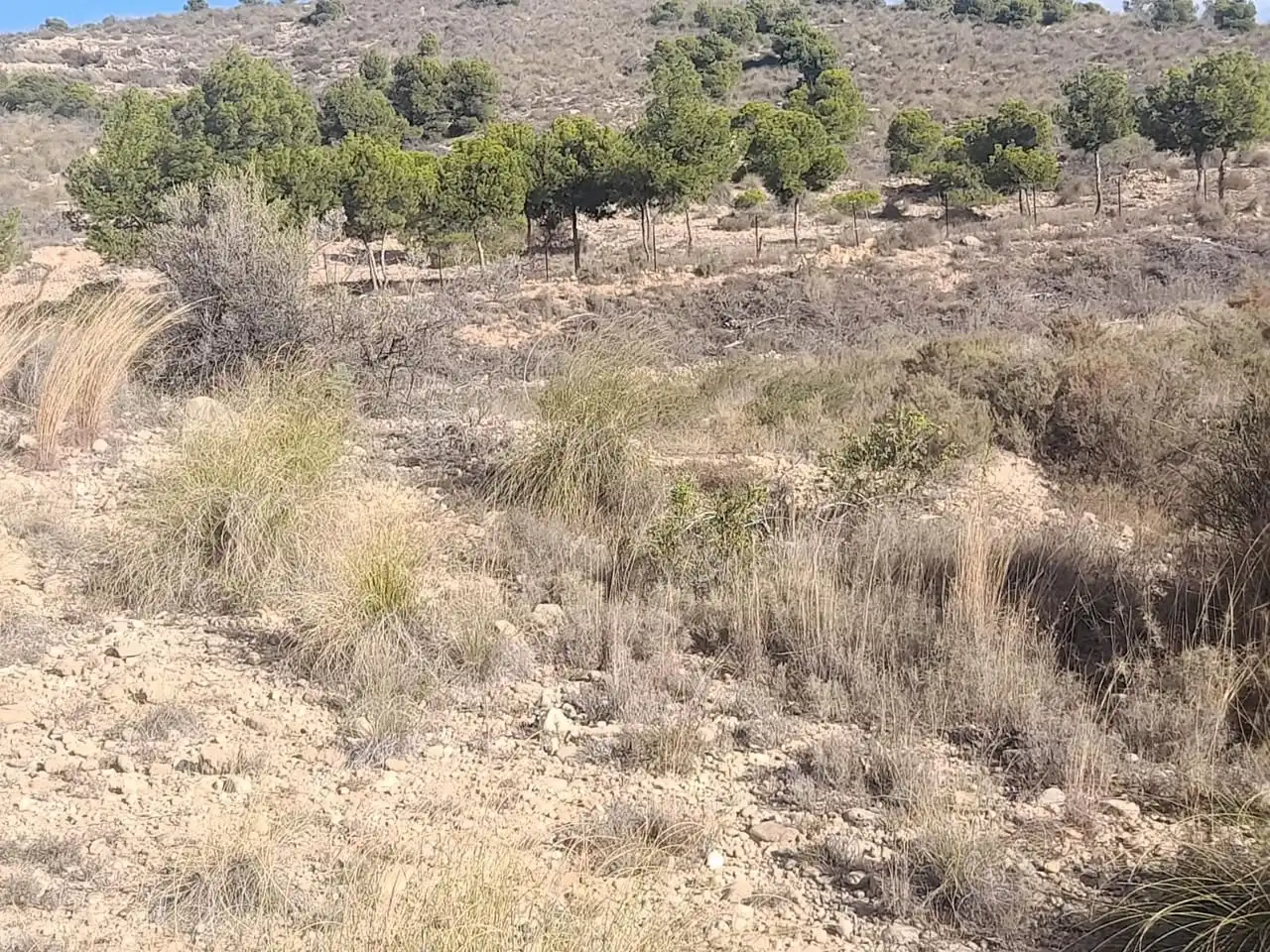 Terreno en venta en Elche / Elx