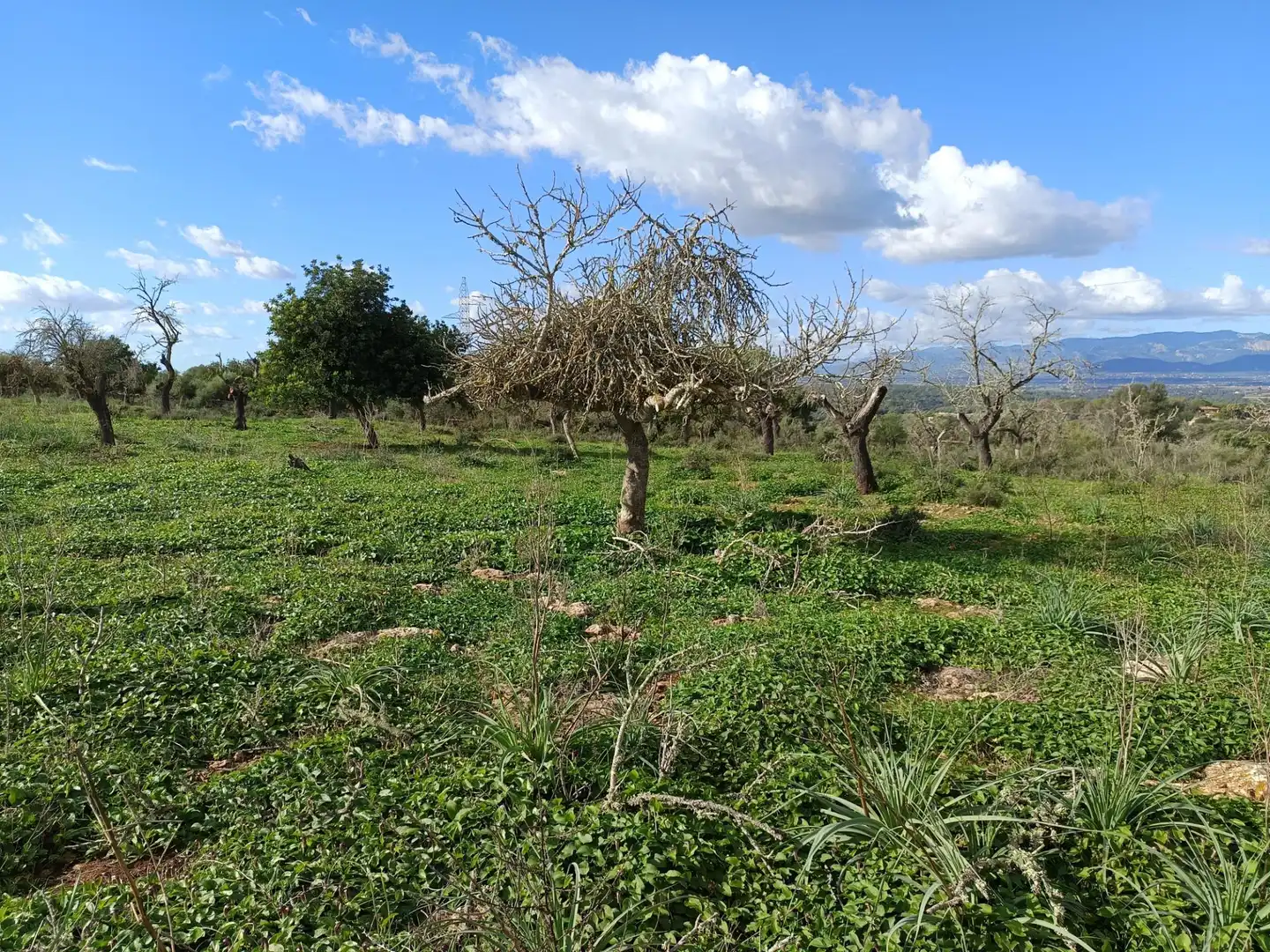Terreno rustico in vendita a Camino Camí des Rafalet, imagen 3