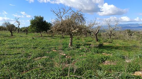 FINCA RUSTICA EN COSTITX, immagine 3