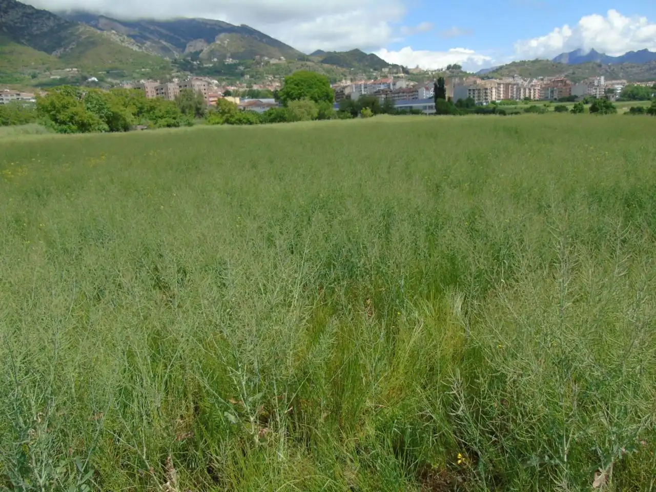 Terreno rustico in vendita a Berga, imagen 5