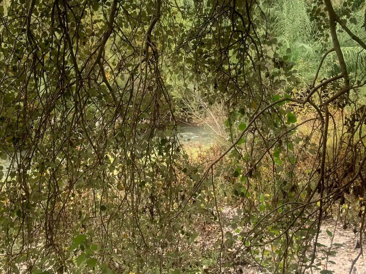 Jardín de Terreno en venta en Casares