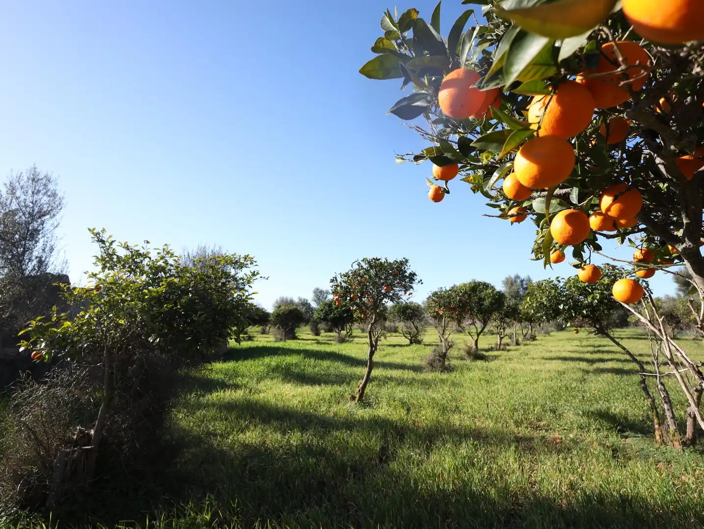 Terreno rustico in vendita a Binissalem, imagen 9