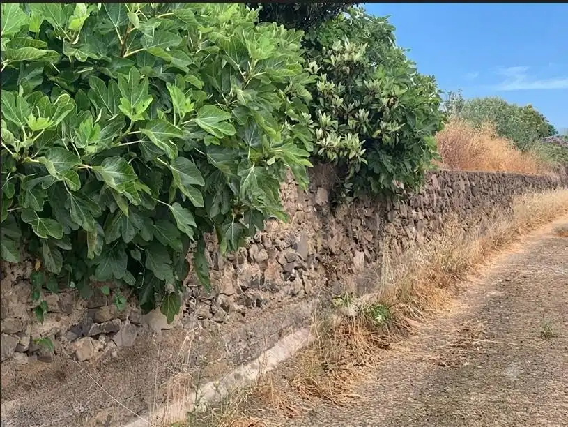 Finca rústica en venta en Gáldar con Trastero