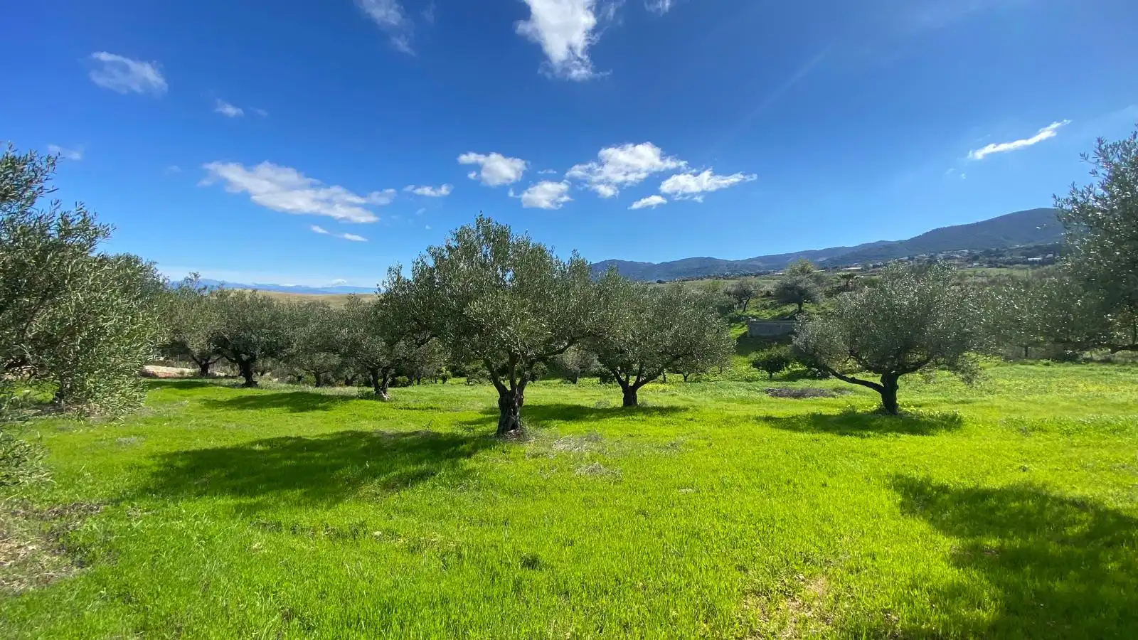 Terreni e lotti in vendita a Alquería - Torrealquería, imagen 17
