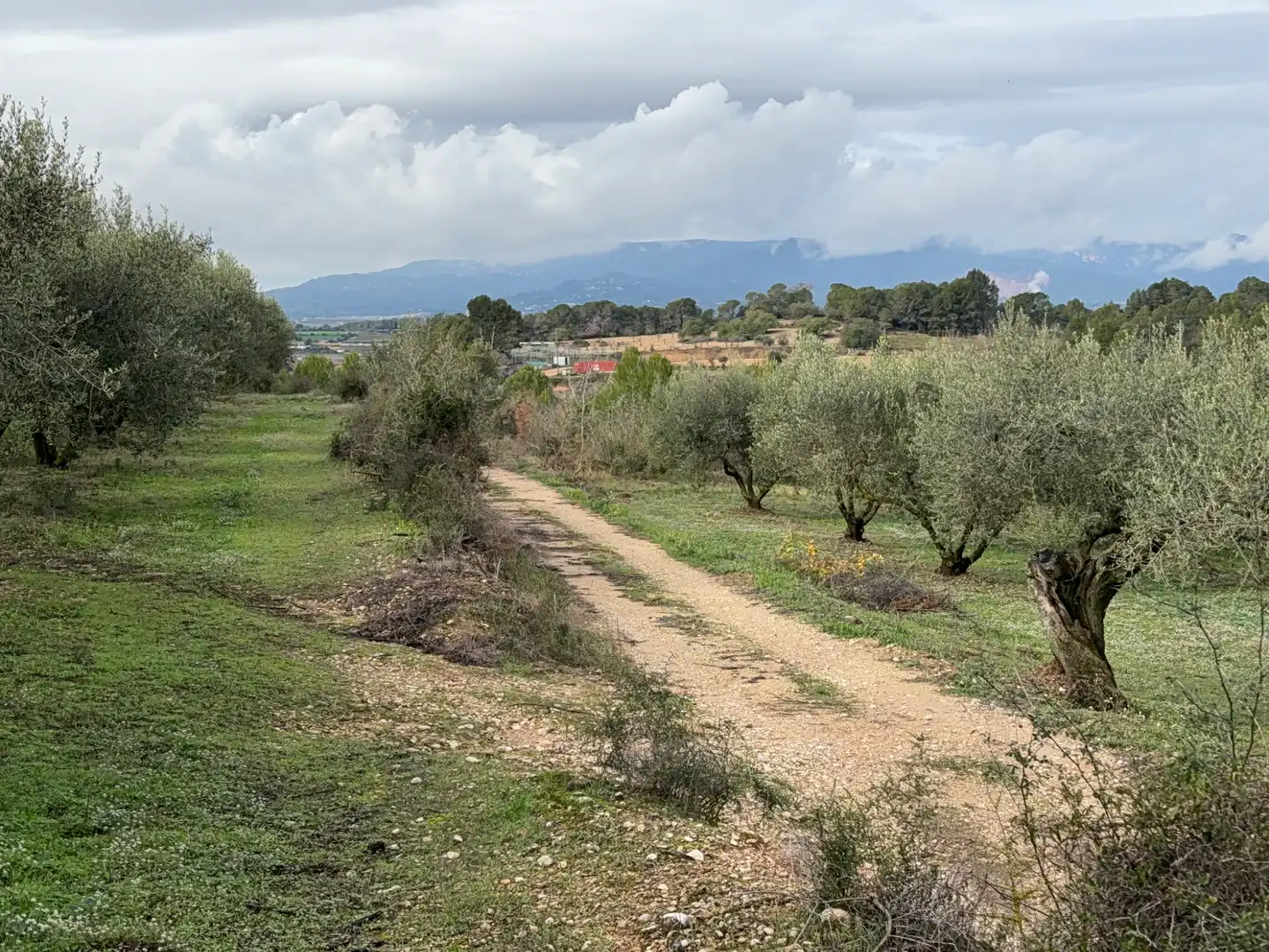 Terrain rustique à vendre à Camí de Vallmoll a Valls 17, imagen 14