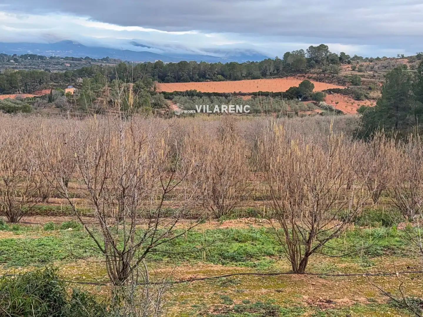 Terrain rustique à vendre à Vallmoll, imagen 4