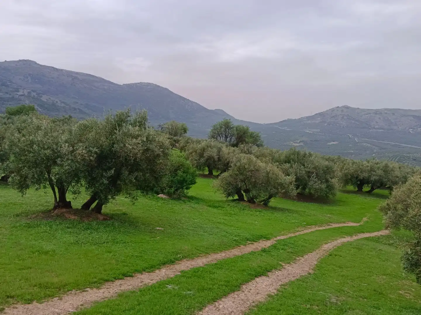 Jardín de Terreno en venta en Zuheros