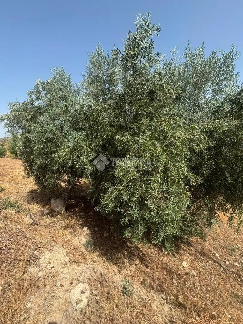 Land for sale in Quéntar