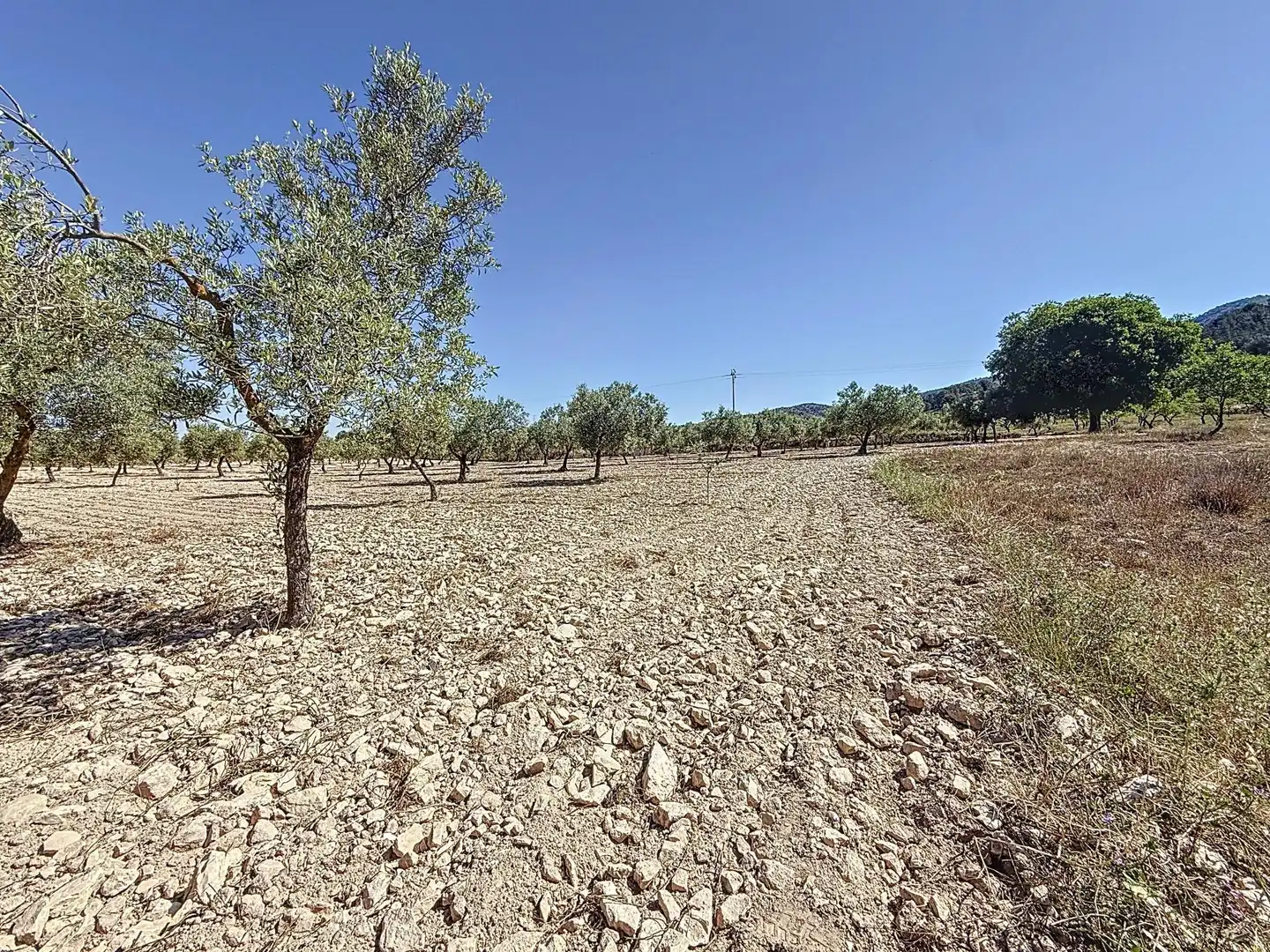 Terreno en venta en Biar