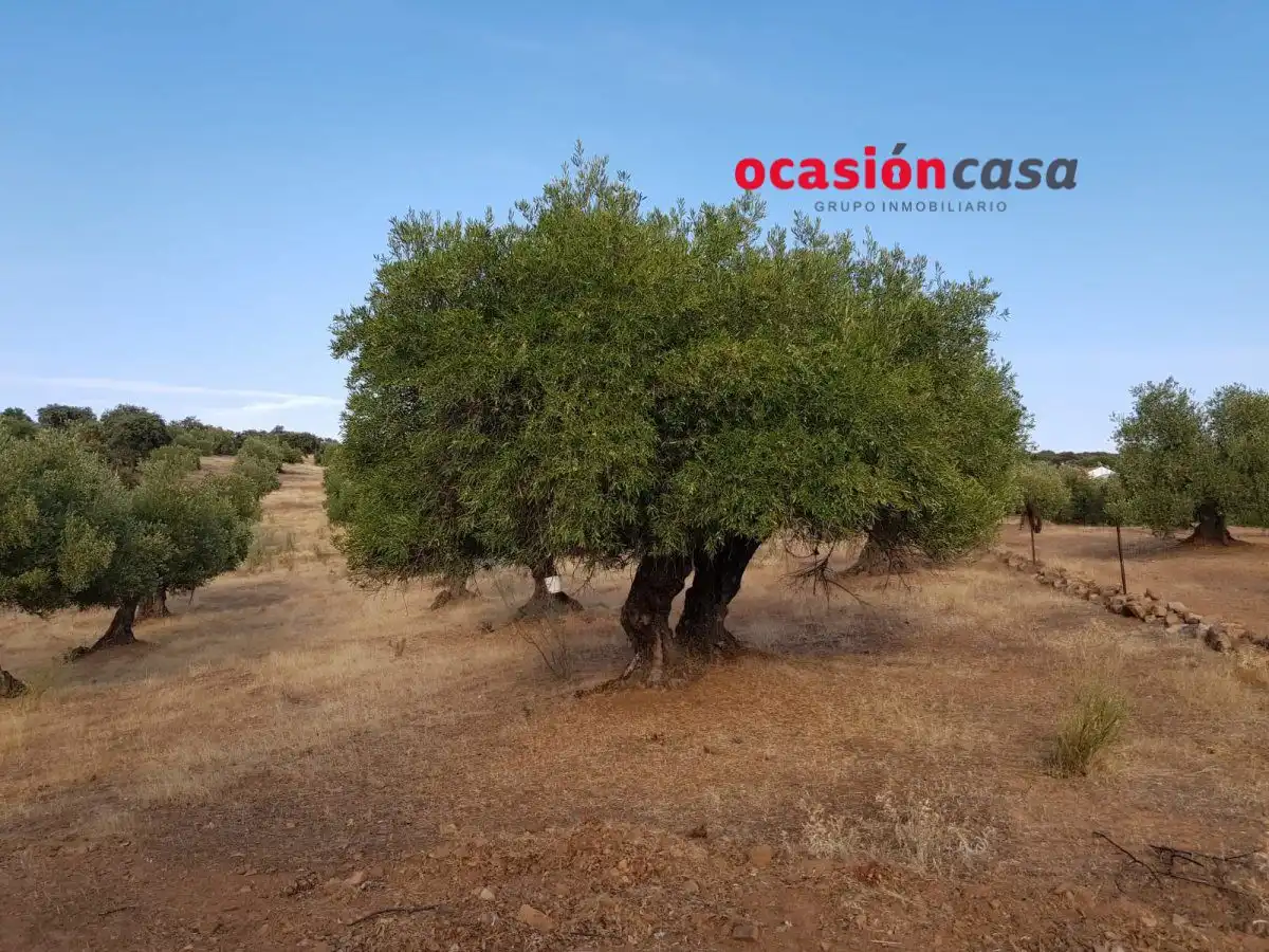 Finca rústica en venta en Espiel con Piscina y Amueblado