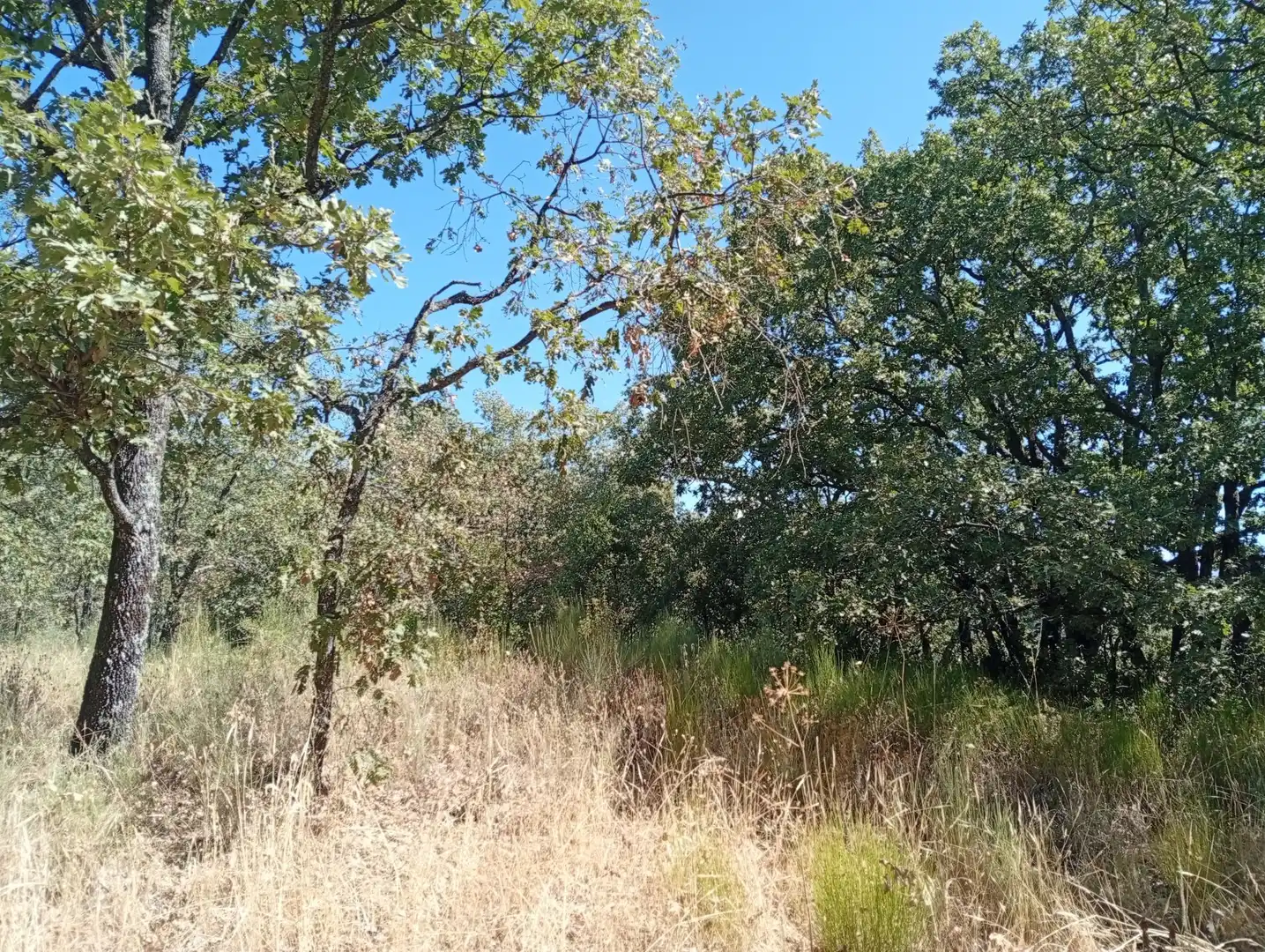 Terreni e lotti in vendita a Villanueva de la Vera, imagen 45