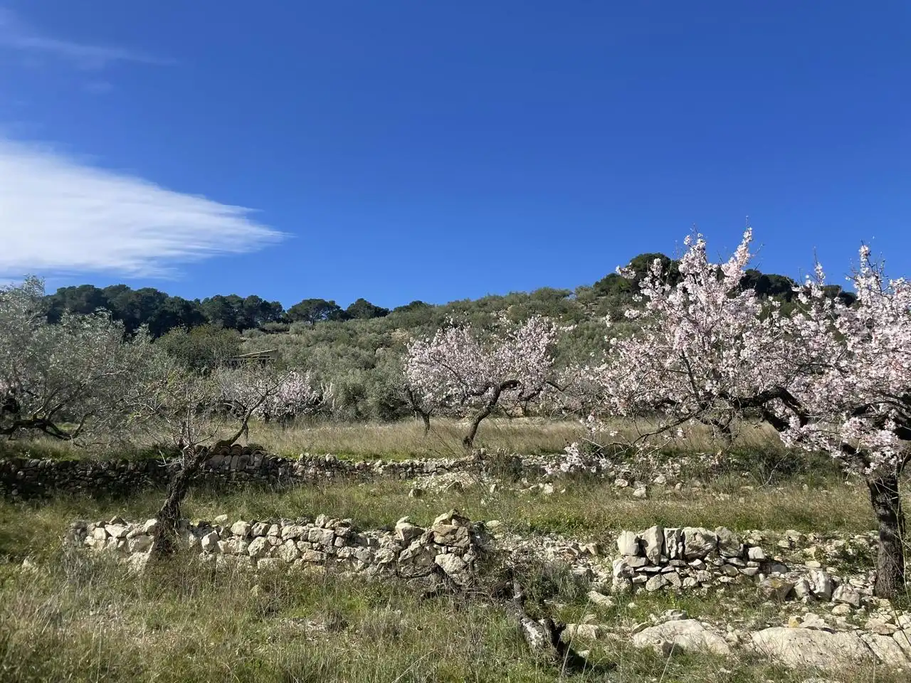 Finca rústica en venta en L'Ametlla de Mar 
