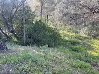 Rural land for sale in Sant Llorenç des Cardassar, imagen 4