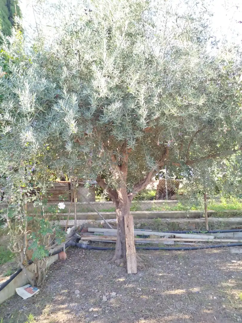 Garden of Country homes for sale in Murcia
