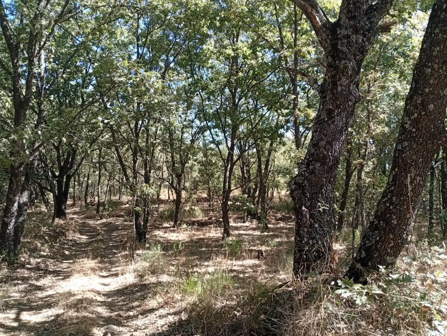 Terreni e lotti in vendita a Villanueva de la Vera, imagen 109