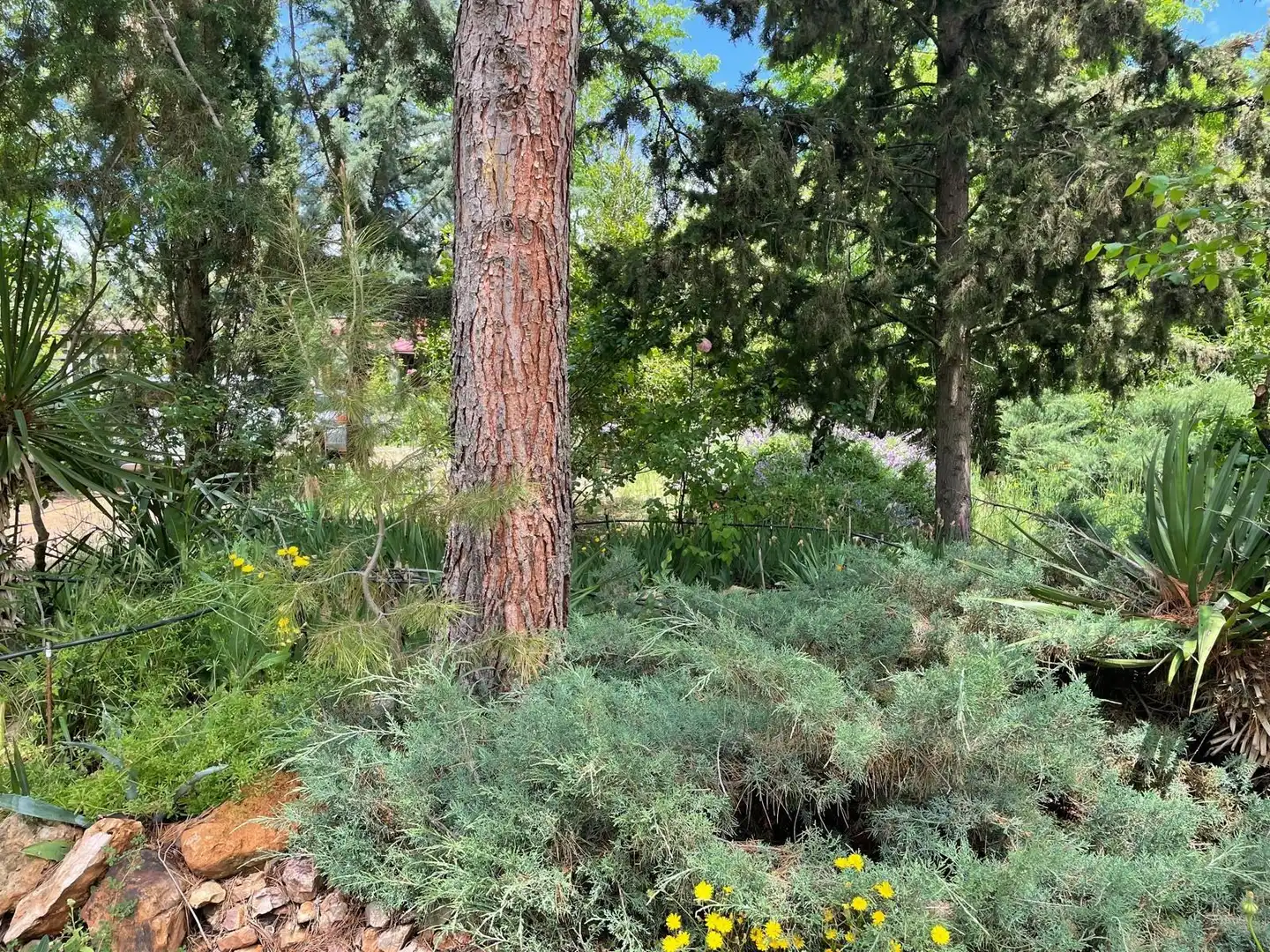 Jardí de Finca rústica en venda en Carrión de Calatrava amb Calefacció, Terrassa i Traster