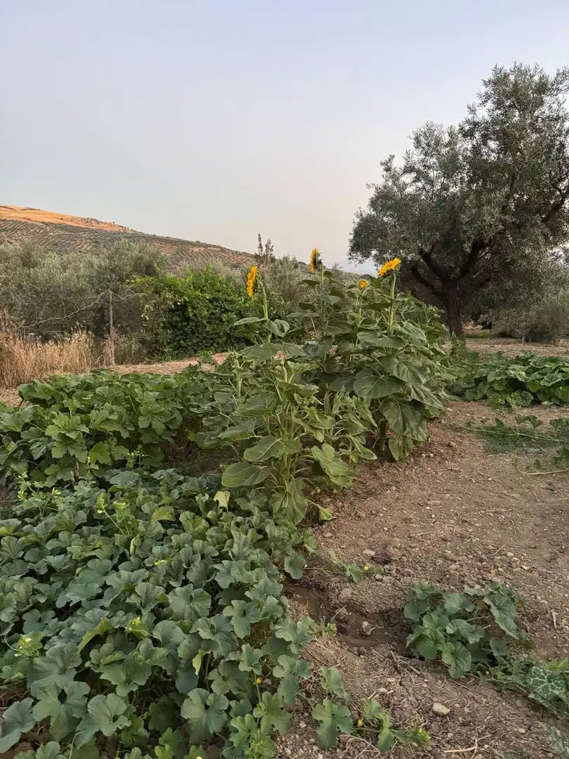 Casa rústica amb terrassa en venda a Periana, imagen 39