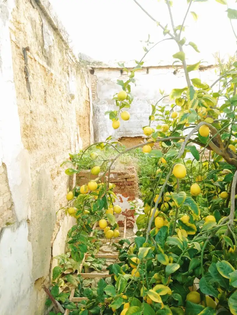 Jardí de Casa adosada en venda en Castilleja de la Cuesta