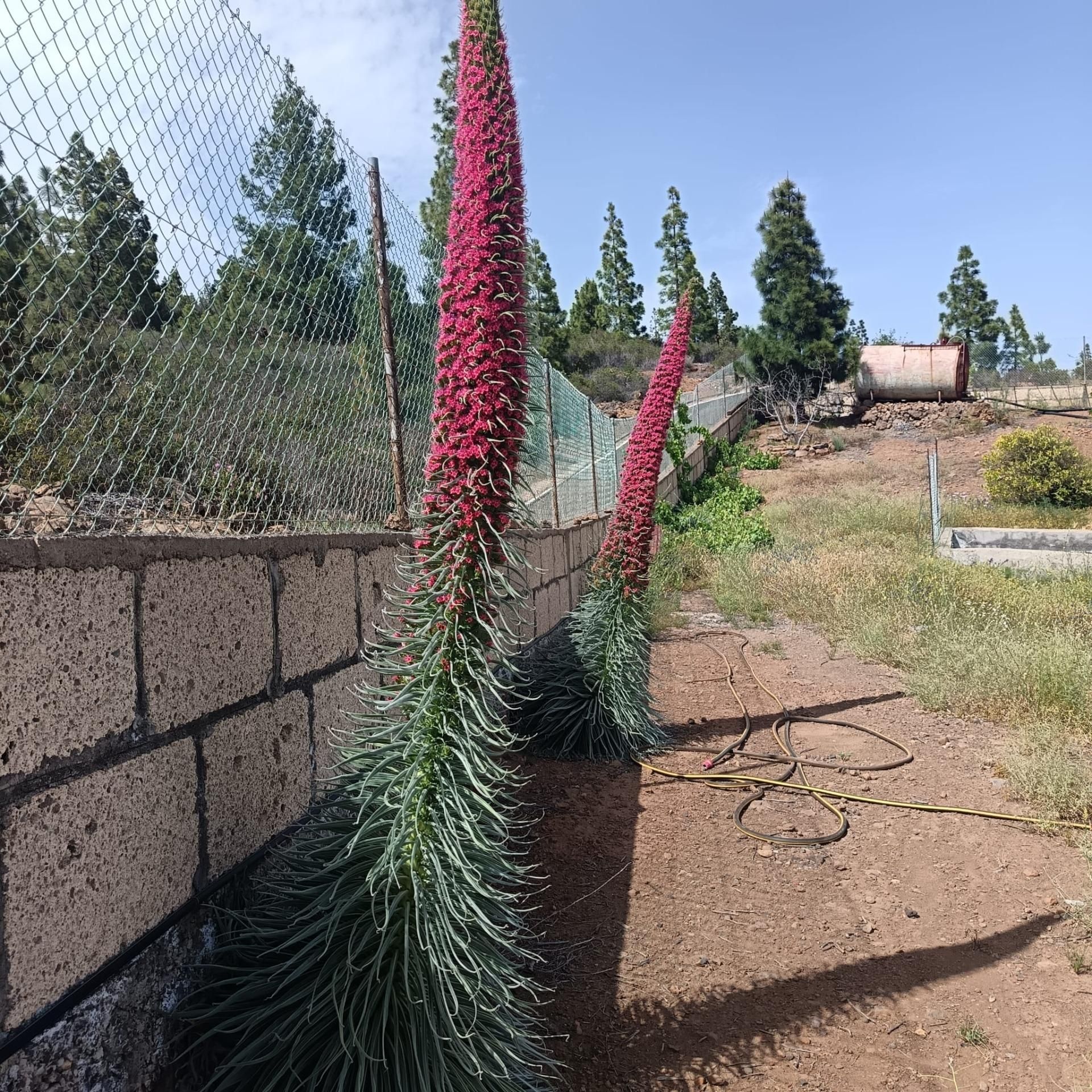 Jardín de Finca rústica en venta en Granadilla de Abona con Jardín privado, Trastero y Amueblado