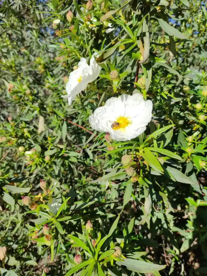 Jardín de Piso en venta en Aldeanueva de San Bartolomé