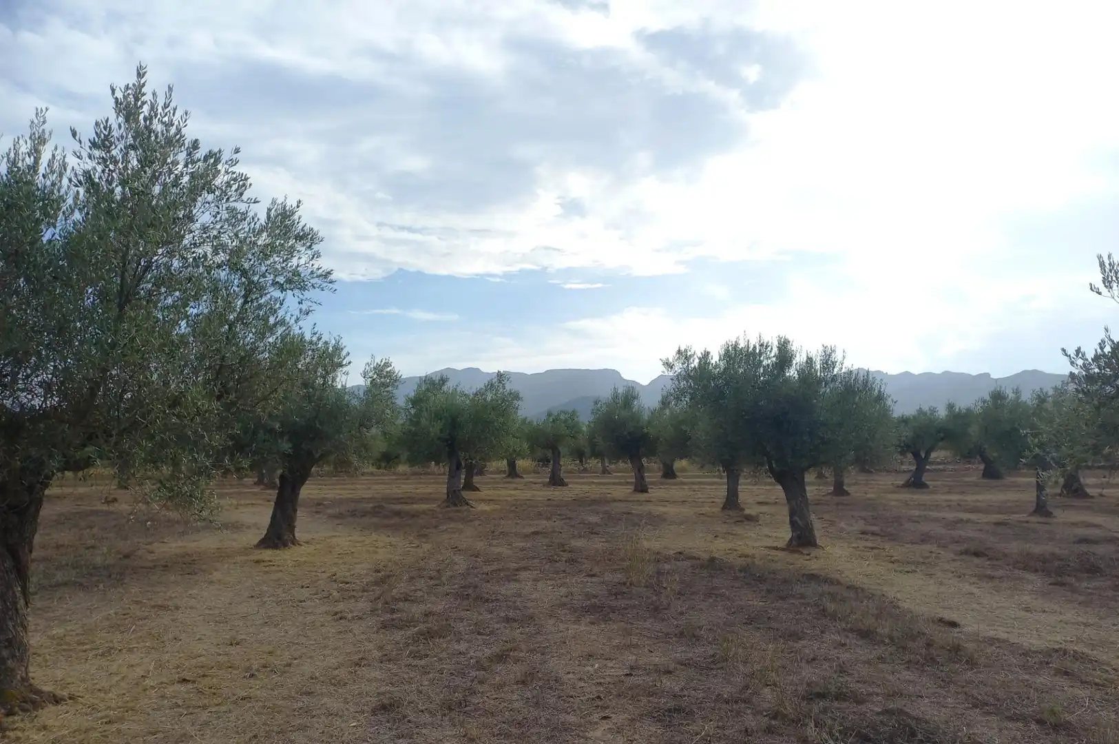 Finca rústica en venta en Tivissa