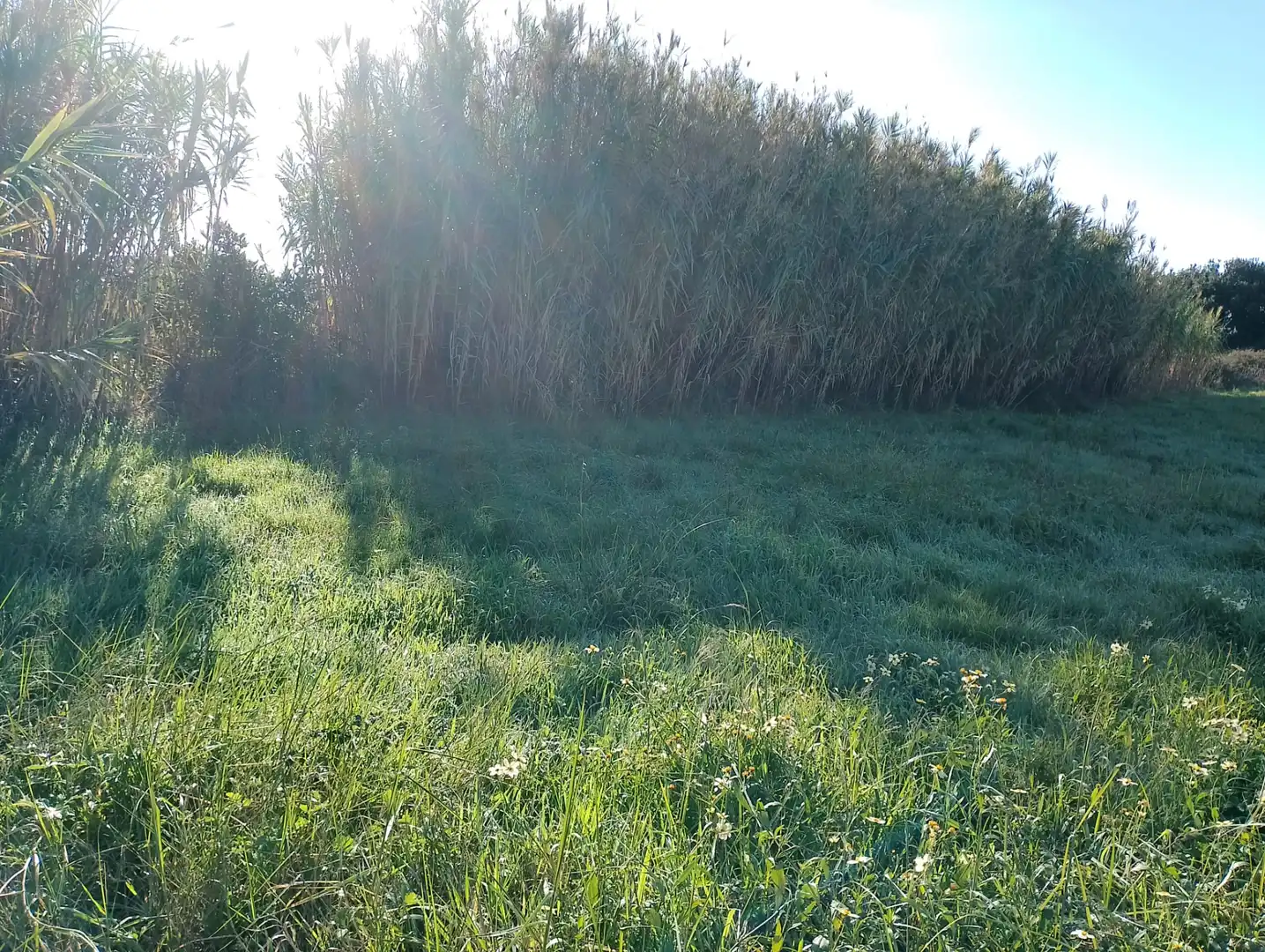 Land for sale in Ribeira