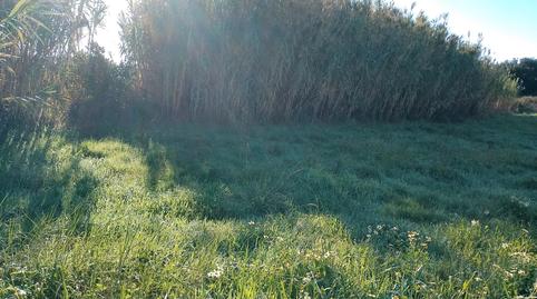 Photo 2 of Land for sale in Carreira, Ribeira