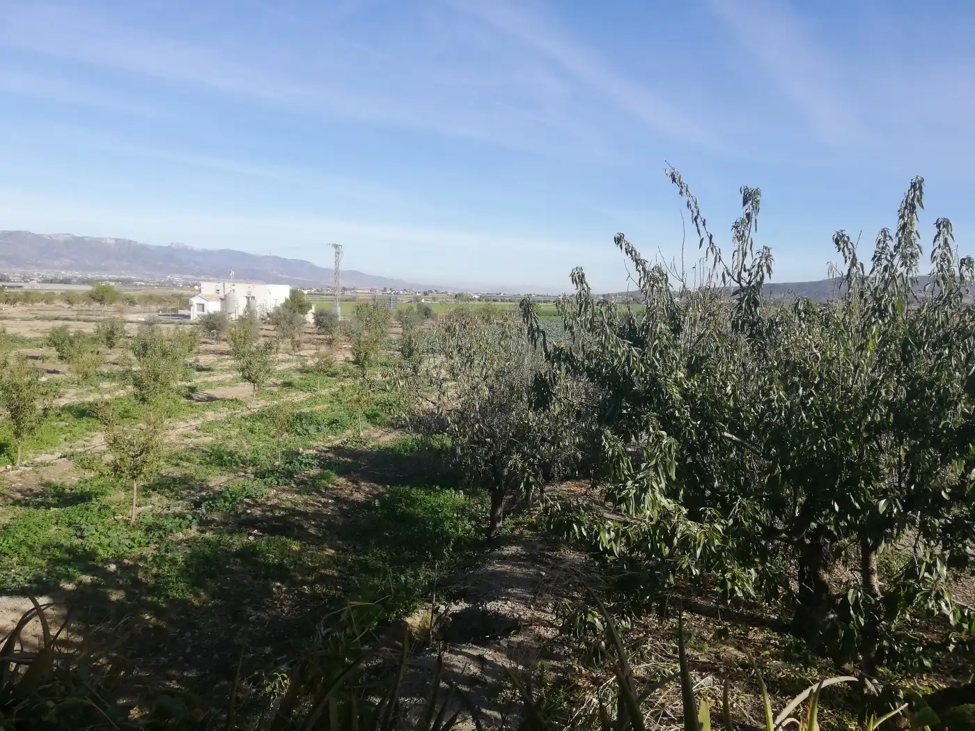 Houses for sale in Lorca  with Private garden