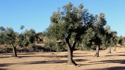 Foto 4 de Finca rústica en venda a Maella, Zaragoza