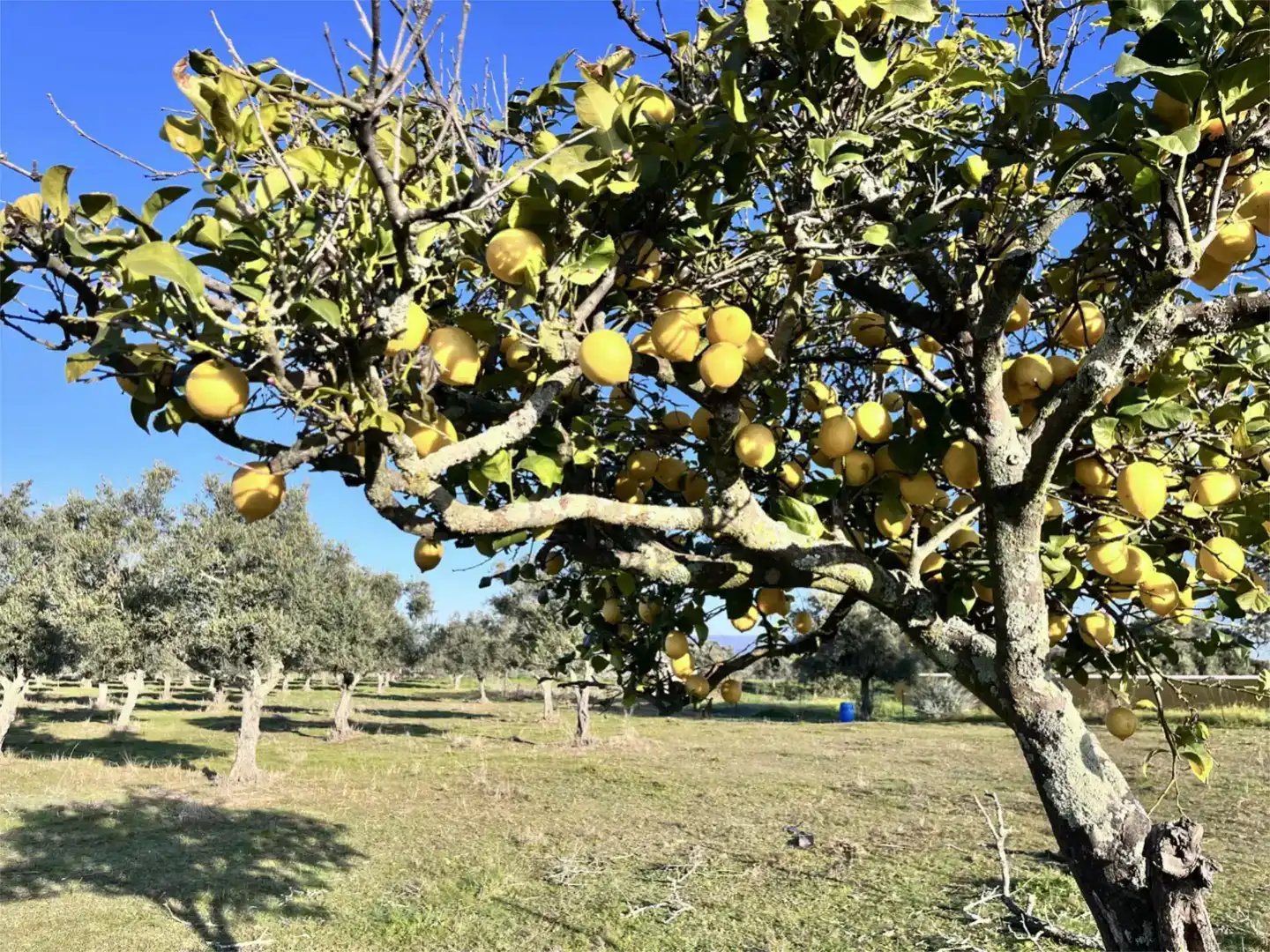 Jardín de Piso en venta en Moraleja con Jardín privado, Trastero y Piscina