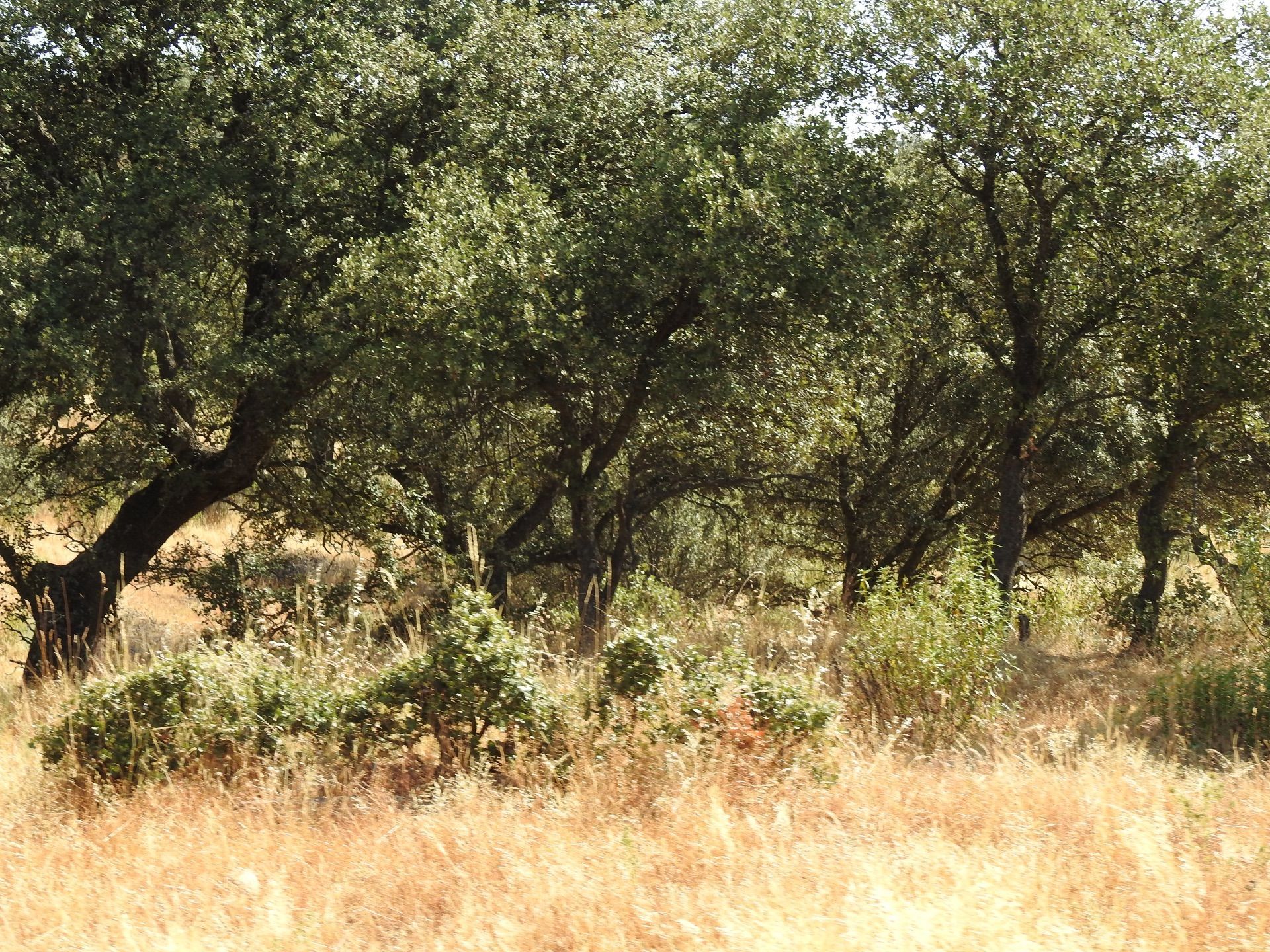Land for sale in Villar del Pedroso
